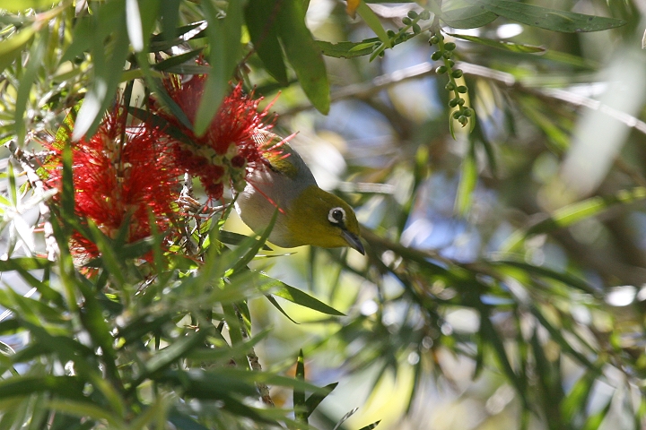 �n�C���l���W��