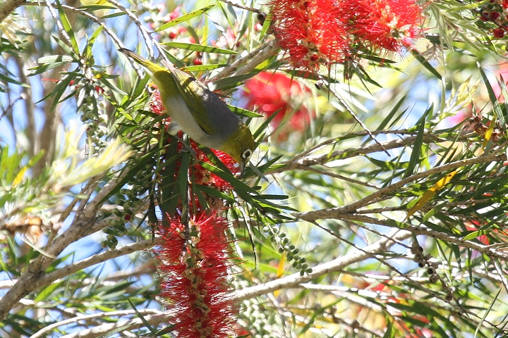 �n�C���l���W��