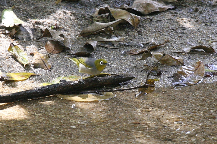 �n�C���l���W��