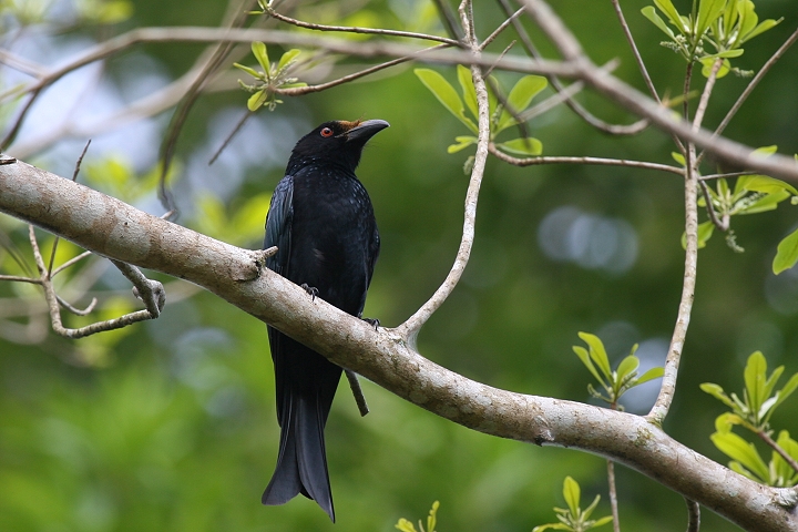 �e���I�E�`���E