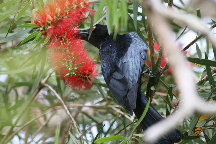 �e���I�E�`���E