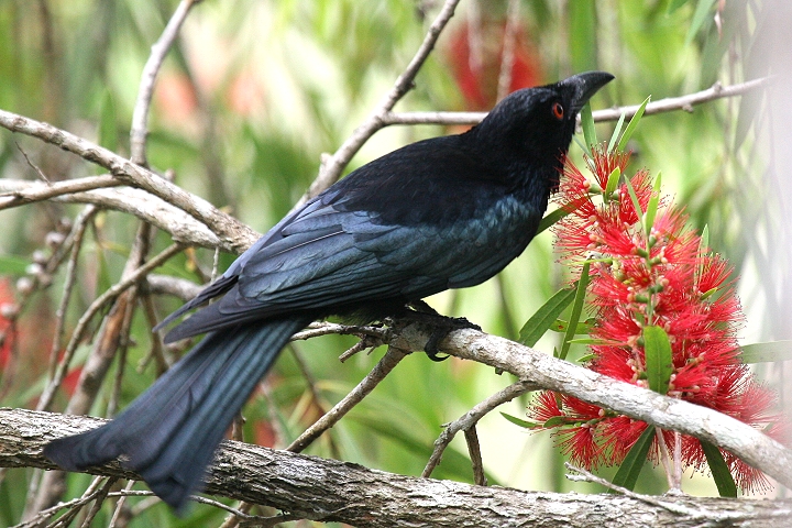 �e���I�E�`���E