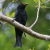 Spangled Drongo �e���I�E�`���E