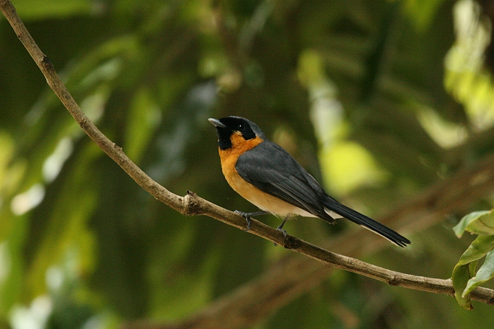 �����K�^�J�T�T�M�r�^�L