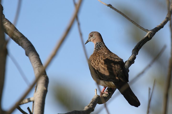 �J�m�R�o�g