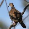 Spotted Turtle-Dove �J�m�R�o�g