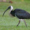 Straw-necked Ibis ���M�����g�L