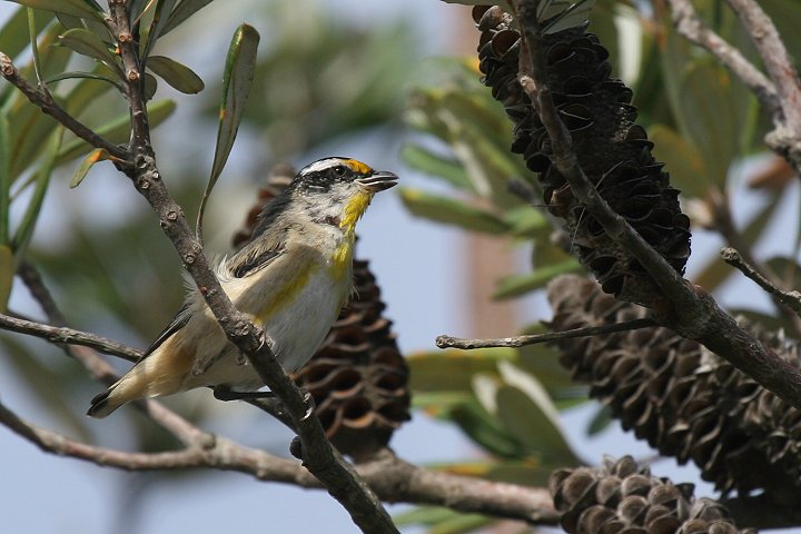 �L�{�V�z�E�Z�L�h��