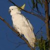 Sulphur-crested Cockatoo �L�o�^��