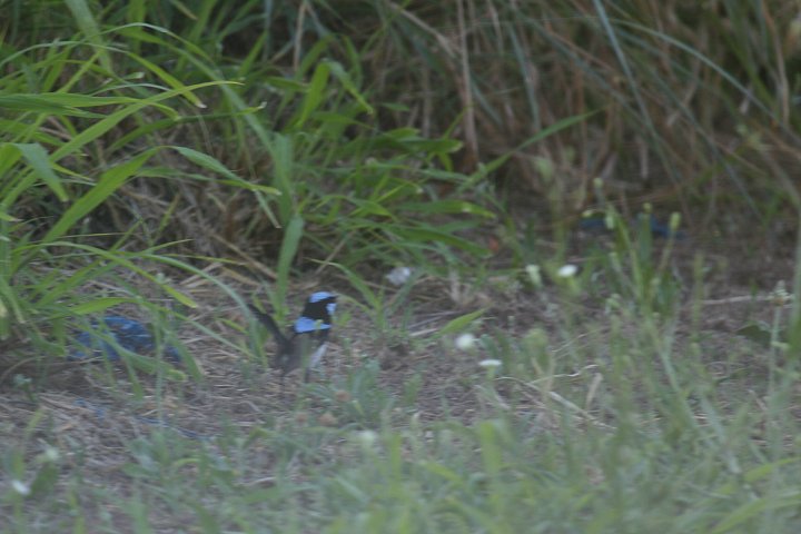 �����I�[�X�g�����A���V�N�C