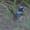 Superb Fairy-wren �����I�[�X�g�����A���V�N�C