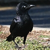 Torresian Crow �~�i�~�K���X