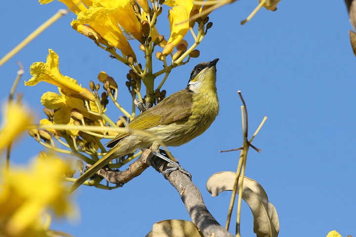 �^�e�t�~�c�X�C