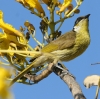 Varied Honeyeater �^�e�t�~�c�X�C