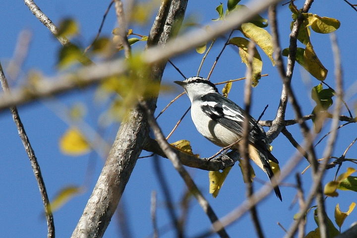 �}�~�W���i�L�T���V���E�N�C