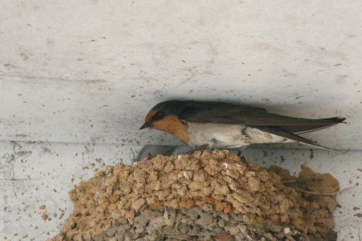 �I�[�X�g�����A�c�o��