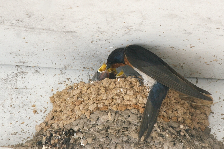 �I�[�X�g�����A�c�o��