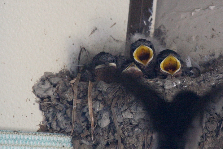 �I�[�X�g�����A�c�o��