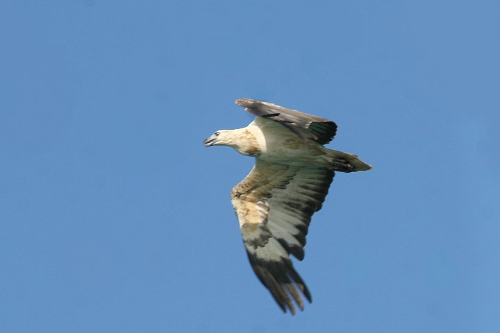 �V���n���E�~���V