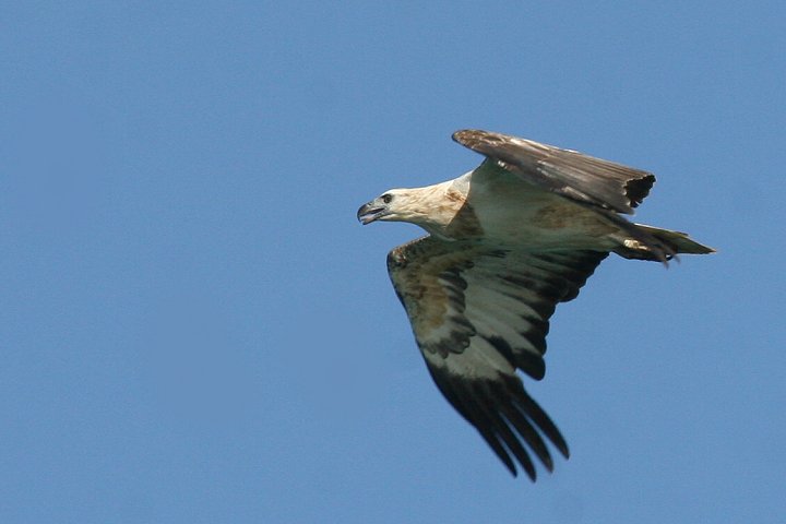 �V���n���E�~���V