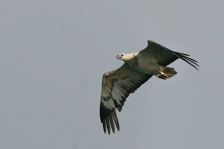 �V���n���E�~���V