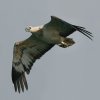White-bellied Sea-Eagle �V���n���E�~���V