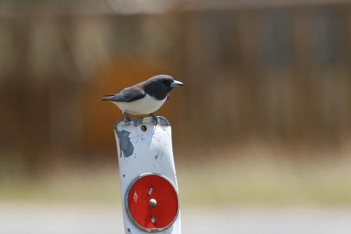 �����c�o��