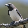 White-breasted Woodswallow �����c�o��
