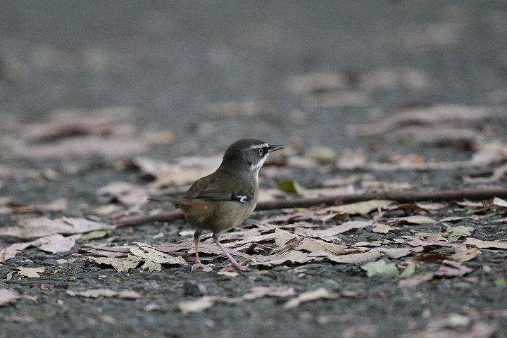 �}�~�W�����u���V�N�C