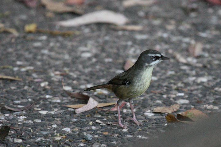 �}�~�W�����u���V�N�C