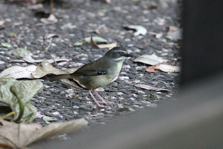 �}�~�W�����u���V�N�C