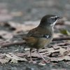 White-browed Scrubwren �}�~�W�����u���V�N�C