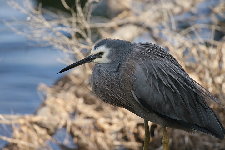 �J�I�W���T�M