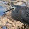 White-faced Heron �J�I�W���T�M