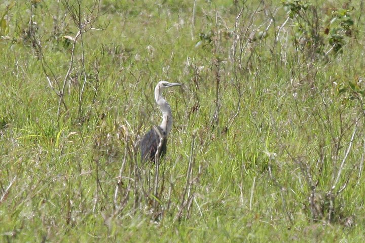 �V���K�V���T�M