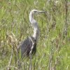 White-necked Heron �V���K�V���T�M