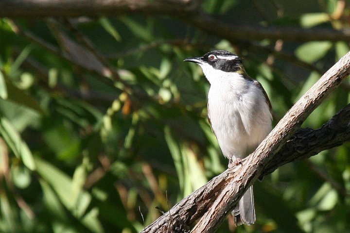 �m�h�W���n�`�}�L�~�c�X�C