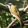 White-throated Honeyeater �m�h�W���n�`�}�L�~�c�X�C