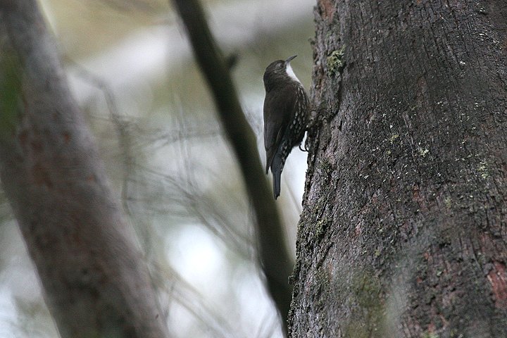 �m�h�W���L�m�{��