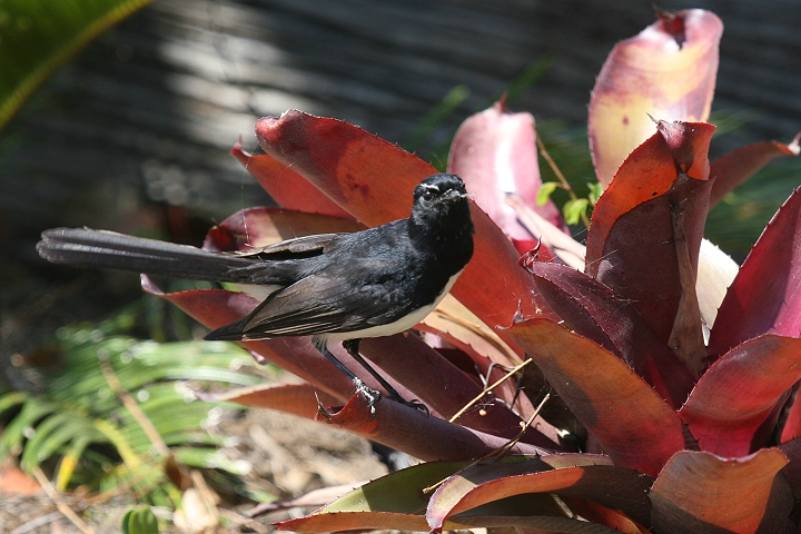 ���R�t���I�E�M�q�^�L