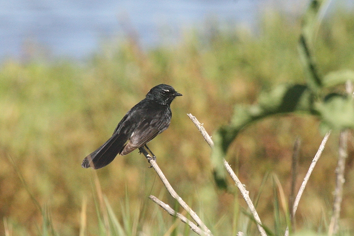 ���R�t���I�E�M�q�^�L