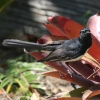 Willie Wagtail ���R�t���I�E�M�q�^�L