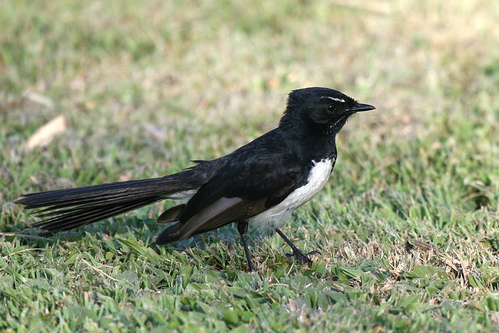 ���R�t���I�E�M�r�^�L