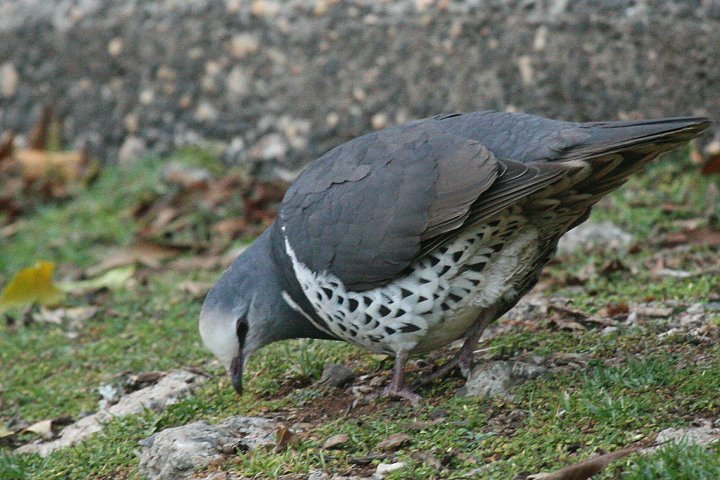 �E�I���K�o�g