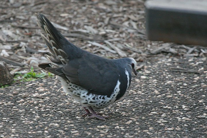 �E�I���K�o�g