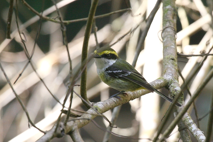 �L���l�n�V�r���q�^�L