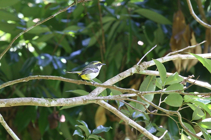 �L���l�n�V�r���q�^�L