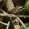 Yellow-faced Honeyeater �L�z�I�R�o�V�~�c�X�C