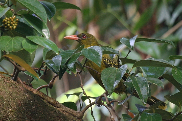 �L�~�h���R�E���C�E�O�C�X