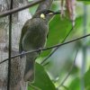 Yellow-spotted Honeyeater �R�L�~�~�~�c�X�C